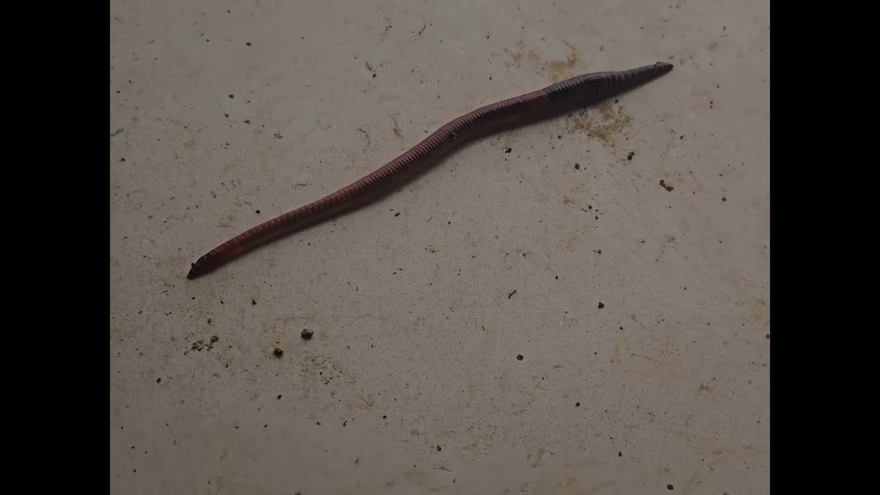 Relaxing Nature Sounds at Night 🦗 | Earthworm in Real Time (No Music)