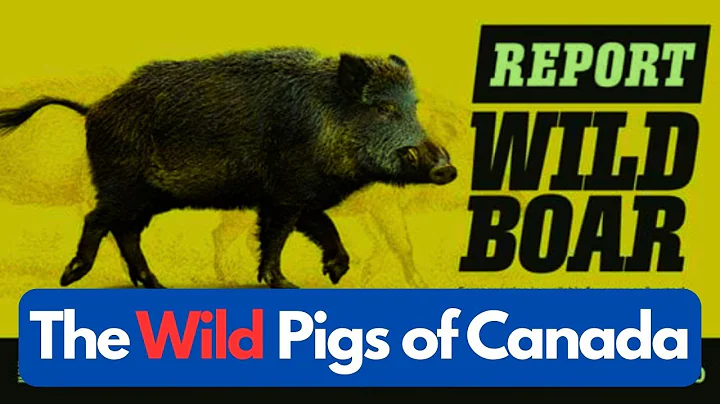 The Wild Pigs of Canada - A Rapidly Expanding Invasive Species with a Big Impact
