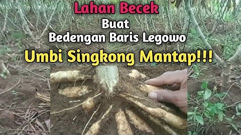 Review singkong Garuda umur 3 bulan || sistim tanam baris legowo