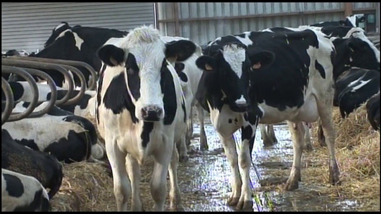 Investir Dans Une Vache Youtube