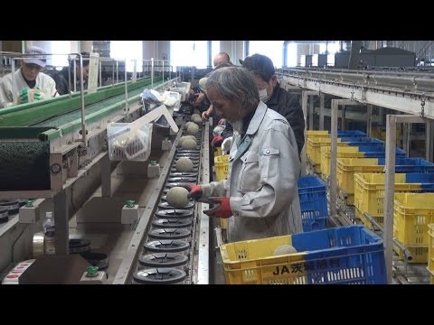 First Harvest Collection of JA Ibaraki Asahi Village Melons