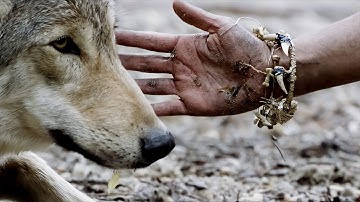 Oorsprong | Hoe honden onze bondgenoten werden