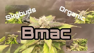 Skybuds Organic Grow - Bmac Week 6 - Breeder @jonyoudyer