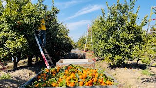 Corte de mandarina con rama para exportación / tangerine harvesting 🍊