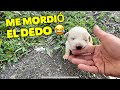 Perrita y cachorros .. que paso con ellos ? ..