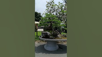 Tác phẩm Me trên đá || Châu Ngọc vlog & bonsai & bonsai