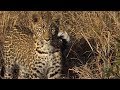 SafariLive June 27 - Leopard Thandi scared the bushwalk team!