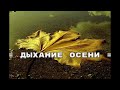 Кирилл Потылицын - Дыхание осени ( Очень красивая музыка )