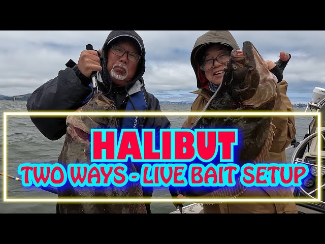 EPIC HALIBUT FISHING with the Boys (Live bait) 