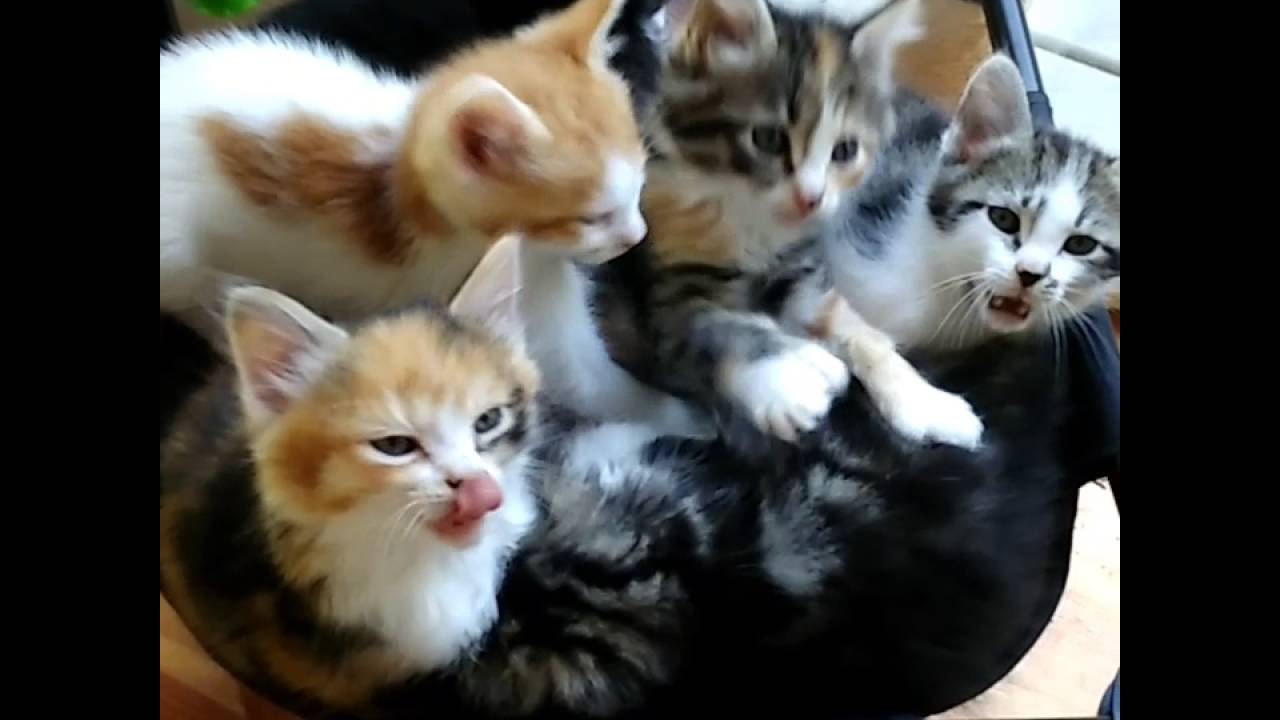 Good Morning Kittens Youtube