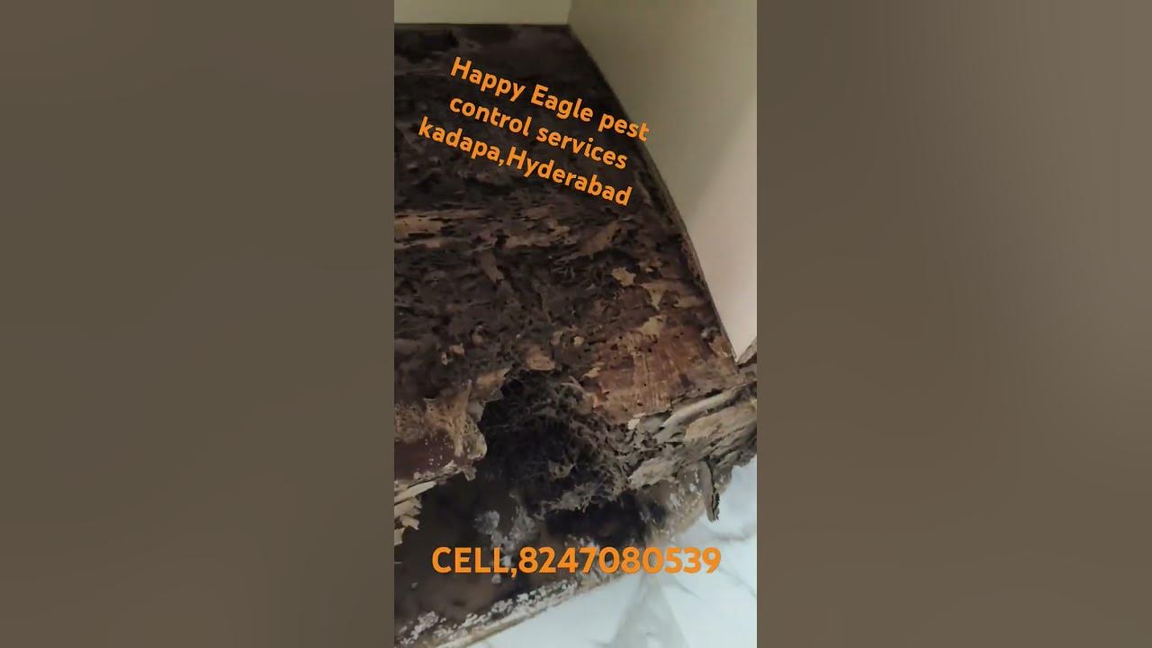 happy-eagle-pest-control-services-kadapa-contact-number-8247080539