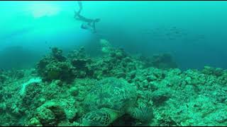 360 VR Turtle in Moalboal Cebu,Philippines