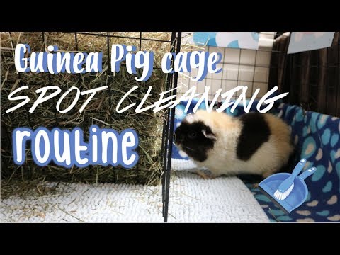Guinea Pig Cage