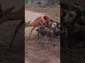 See how it eats live deer।देखिये यह जीवित हिरण को कैसे खाता है#africa #shorts 🦌🐆