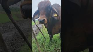 BRAHMÁN ROJO.. Rancho EL PORVENIR.. Centro.. Tabasco.. MX.. 993 359 1298...