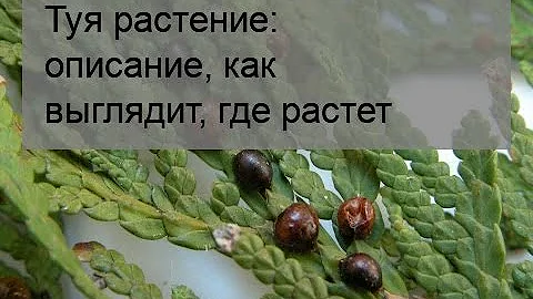 Туя растение: описание, как выглядит, где растет
