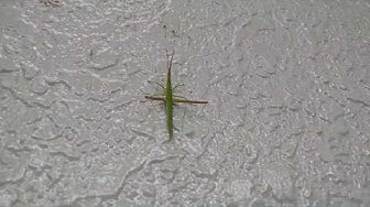 ショウリョウバッタ Youtube