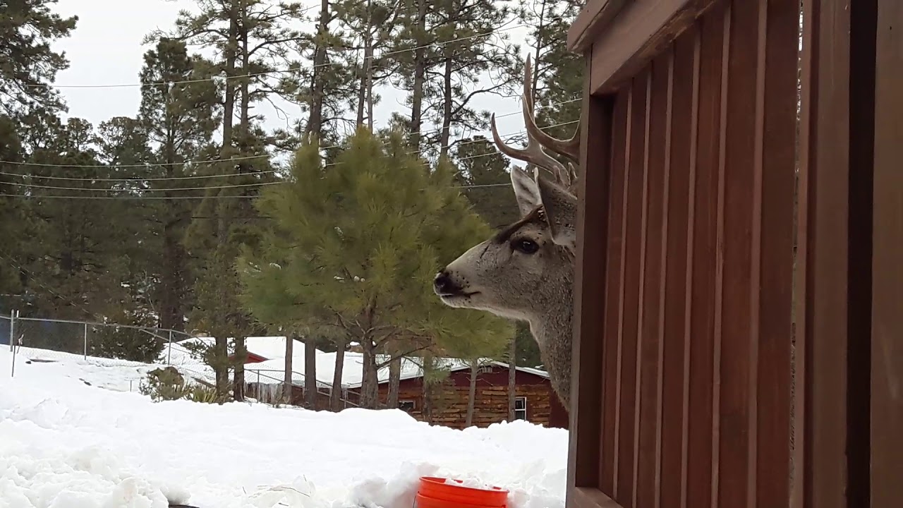 Our Deer Cabin, Ruidoso, New Mexico YouTube