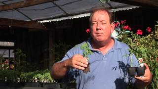 Spacing of Tomatoes and Peppers in a Raised Bed Garden