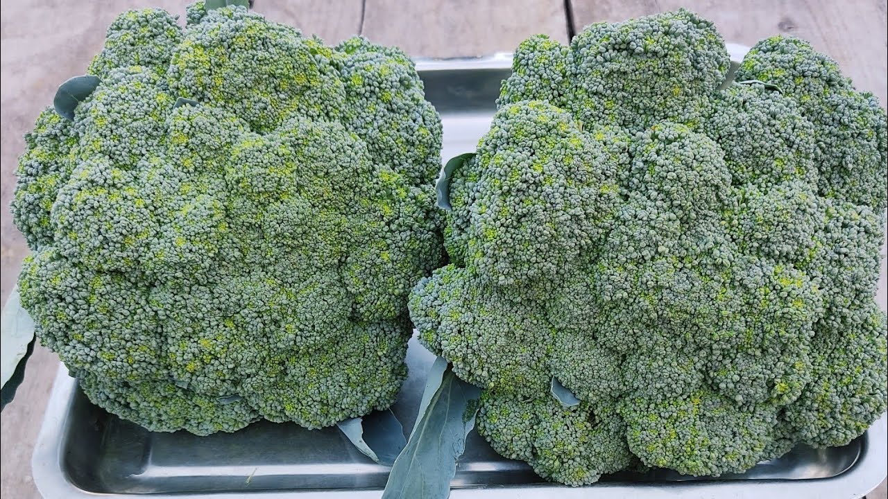 Brokoli Üretimi ve Bilgiler