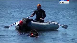Кировские собаки выступили на Чемпионате ПФО по спасению на водах(ГТРК Вятка) Кировские собаки выступили на Чемпионате ПФО по спасению на водах(ГТРК Вятка)