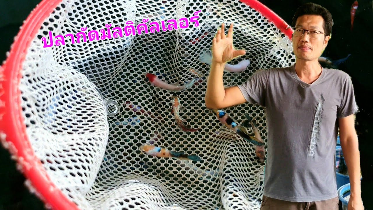 ปลากัดมัลติคัลเลอร์สีจะแตกต่างกันขนาดไหน