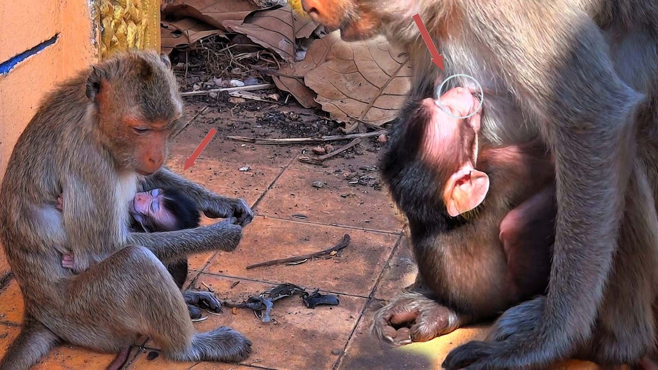 The mother monkey is nursing her beloved baby monkey, who is sleeping soundly.