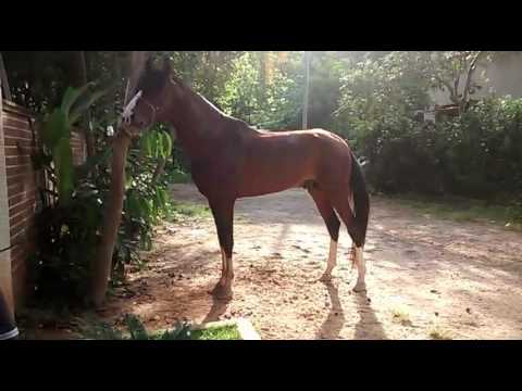 CAVALO RELINCHANDO BONITO DEMAIS: UM SHOW DE BELEZA E SONORIDADE
