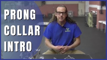 Intro to Prong Collars - How to Dog Training