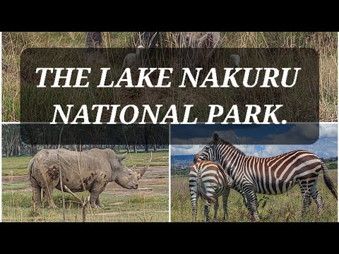 The Lake Nakuru National Park-Kenya  Safari .