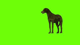 Dog Green Screen Effect