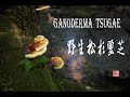 野生松杉灵芝（嫩）Ganoderma tsugae(Songshan Lingzhi)/人间仙草——松杉灵芝，采自美国的原始森林 (有CC字幕）