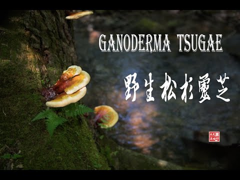 野生松杉灵芝 嫩 Ganoderma Tsugae Songshan Lingzhi 人间仙草 松杉灵芝 采自美国的原始森林 有cc字幕 Youtube 野生松杉灵芝 嫩 Ganoderma Tsugae Songshan Lingzhi 人间仙草 松杉灵芝 采自美国的原始森林 有cc字幕 Youtube
