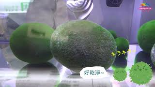 毬藻照養「開箱文」 水質控管加SPA 