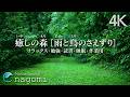【自然音ASMR】癒しの森の音［雨と鳥のさえずり］〜心地よい雨、静かな森の癒し音｜リラックス・勉強・作業・睡眠
