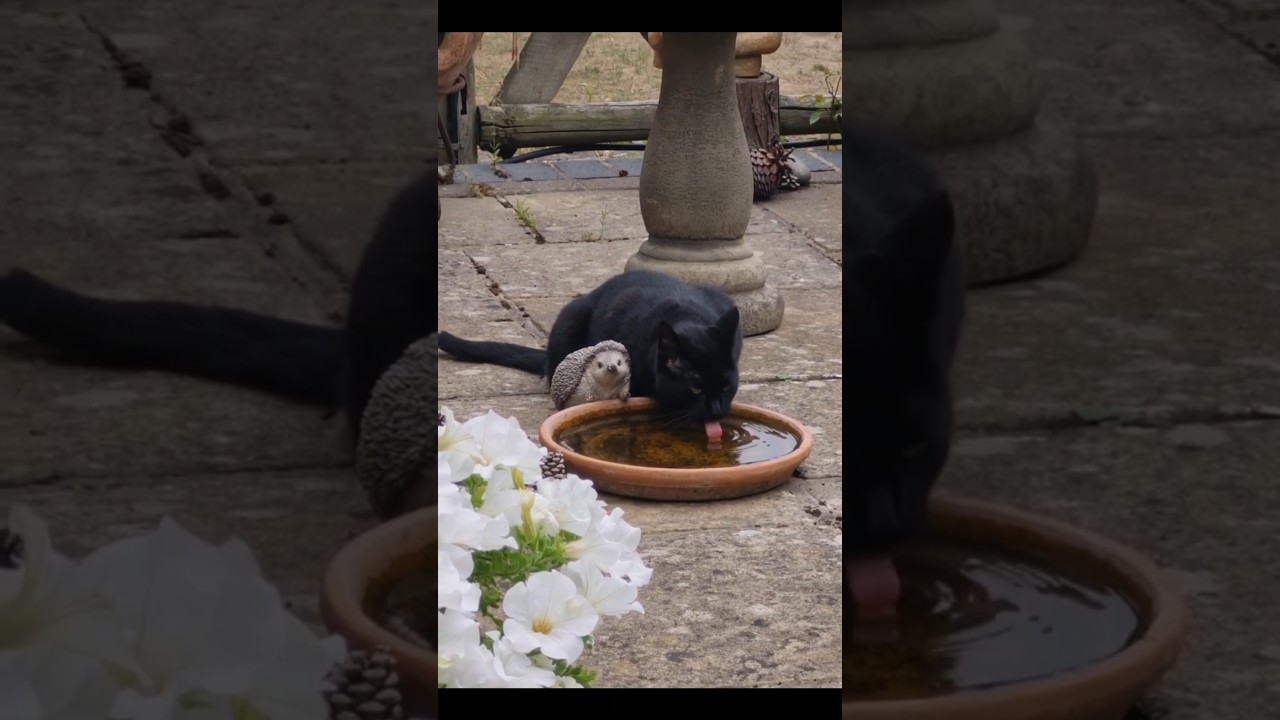 🐈‍⬛ Visiting Black Pantherette