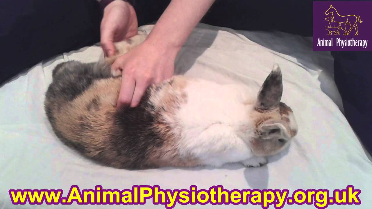 Leah rabbit physiotherapy 