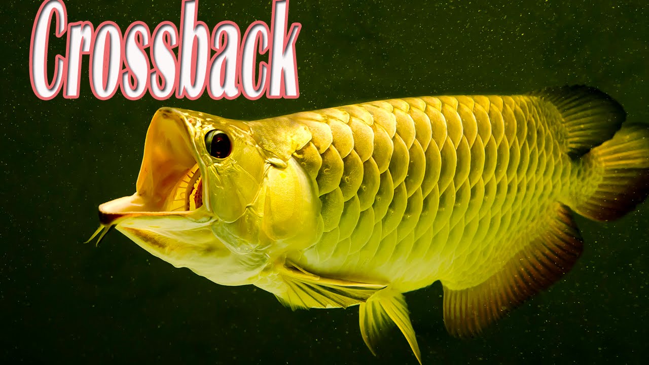  Arowana  RTG Arowana  Fish Grossback Golden Arowan in 