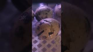Time Lapse of baby quail hatching