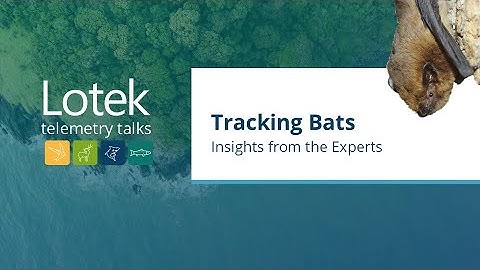 Tracking Bats - Insights from the Experts