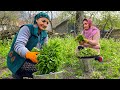 Spring nettle harvest in the village for a hearty and very healthy lunch