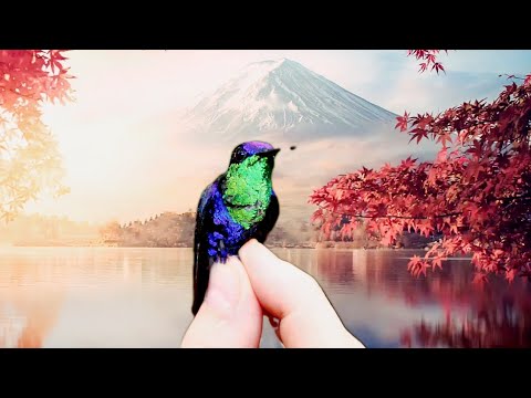 كيف تربي طائر الطنان Hummingbird breeding method