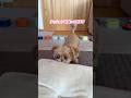 激しめの鼻ツンツンでおねだりしてくる愛犬が可愛すぎました #shorts #元保護犬 #トイプードル
