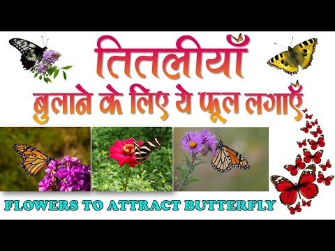 वीडियो: तितली उद्यान: फूल और पौधे जो तितलियों को आकर्षित करते हैं