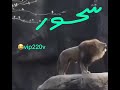 أسد يقول سحور