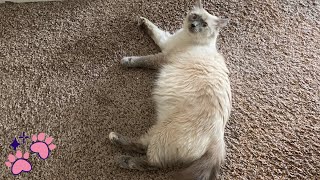 How To Tell Your Cat Is Pregnant Or Just Fat | Pregnant Cat Sign (Pregnant Cat Belly) Cat Pregnancy