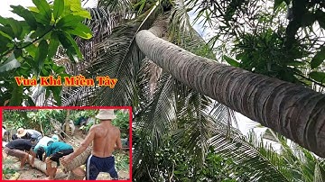 Vua Khỉ Miền Tây cưa hạ cây Dừa nghiêng trong thời tiết giông bão. Cutting coconut tree.