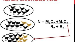 Mark recapture population estimation