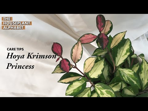 Hoya Krimson Princess Plant Care Tips | Easy Plant For Beginners! | The Houseplant Alphabet