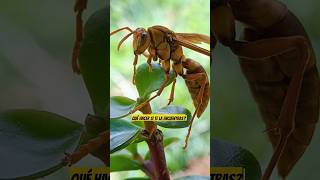 La avispa que NO te quiere atacar… y que en realidad te protege🐝🛡️#PolistesCarnifex #AvispasAliadas